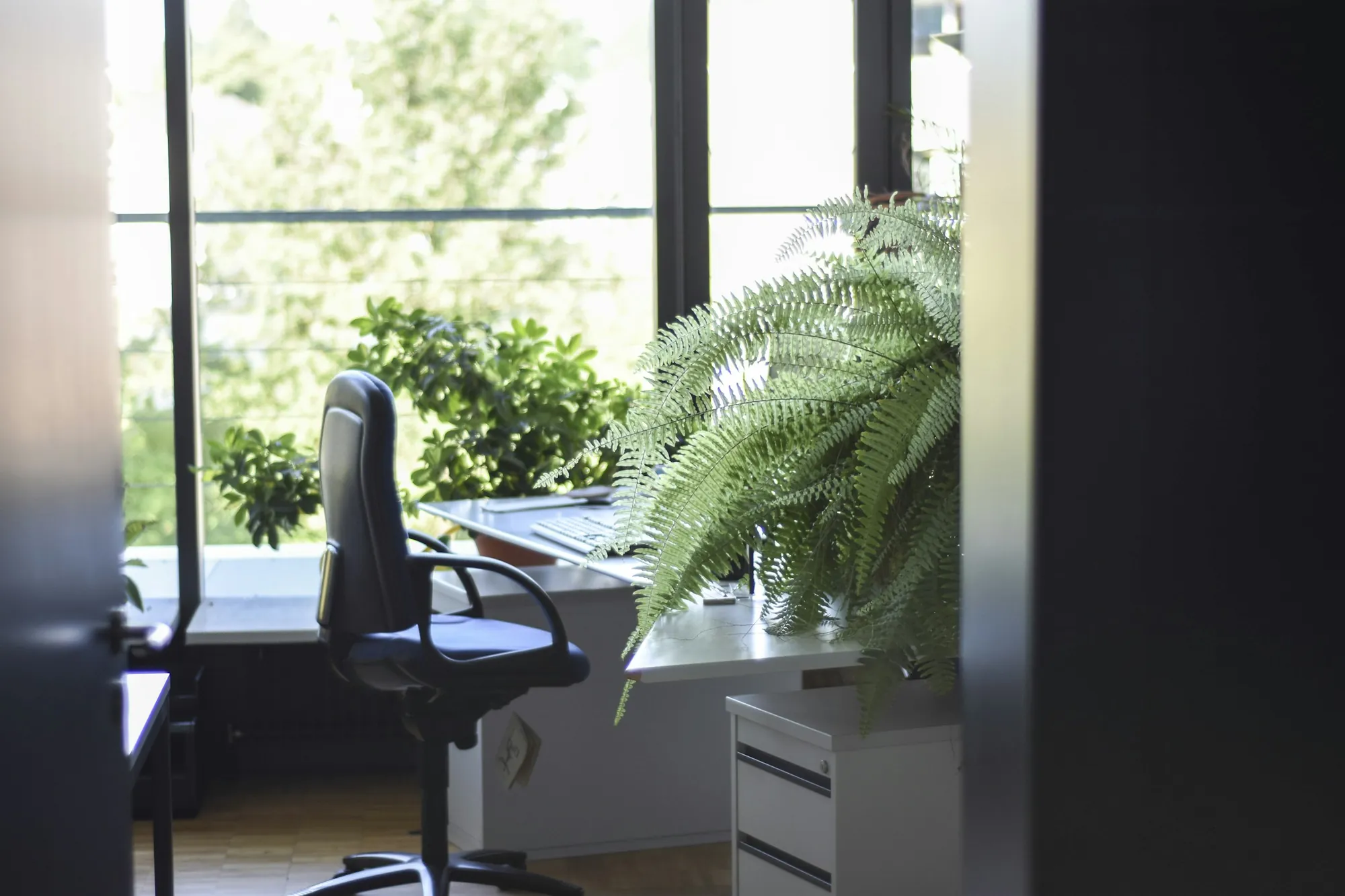 A quiet office desk beside a tall window and a fern
